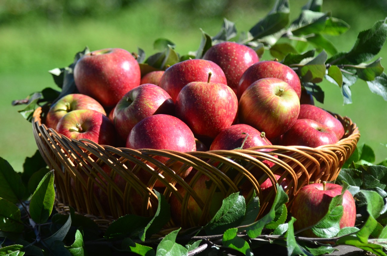 &nbsp;Maior produtor nacional de maçã, Santa Catarina espera uma safra com frutas de excelente qualidade e sabor; Foto: Divulgação