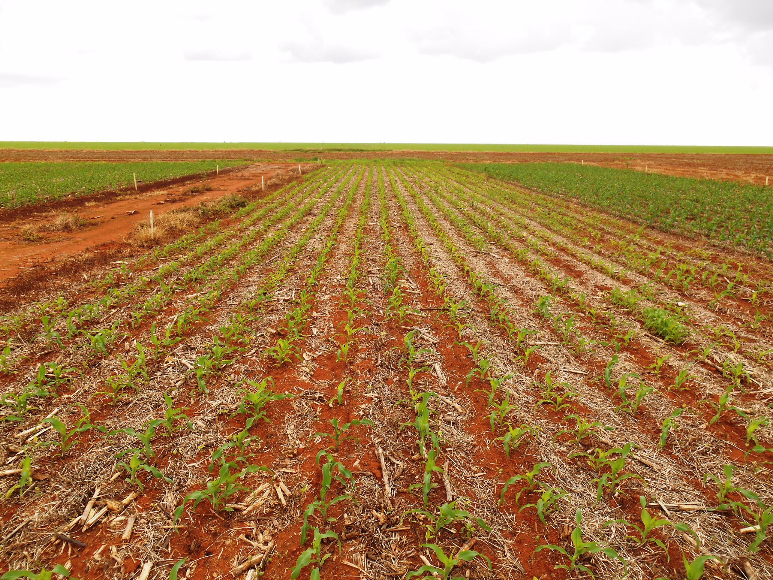 Parcela sem N na semeadura em Sapezal, Mato Grosso