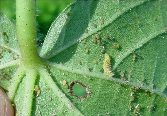 Figura 11 - Larvas de sirfídeos Toxomerus sp. predando pulgões em folha de algodoeiro