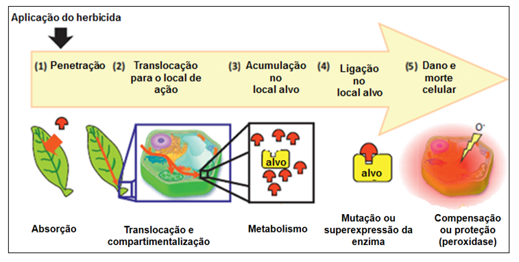 Figura 2: Sequência de etapas para ação dos herbicidas em plantas. Adaptado de Dèyle et al., (2013).