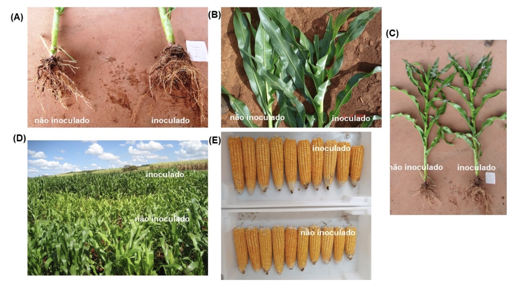 Efeitos da inoculação com as estirpes Ab-V5 e Ab-V6 de Azospirillum brasilense no (A) crescimento das raízes; (B) teor de clorofila; (C) altura das plantas; (D) nutrição nitrogenada; (E) uniformidade das espigas de milho — Fotos A, B e C: Total Biotecnologia; (D) Fábio Bueno dos Reis Junior; (E) os autores