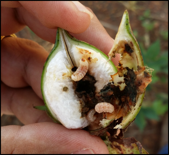 Larvas do bicudo-do-algodoeiro no interior da maçã de algodão no final da safra. Observar o grande número de indivíduos capazes de ser desenvolver em uma maçã