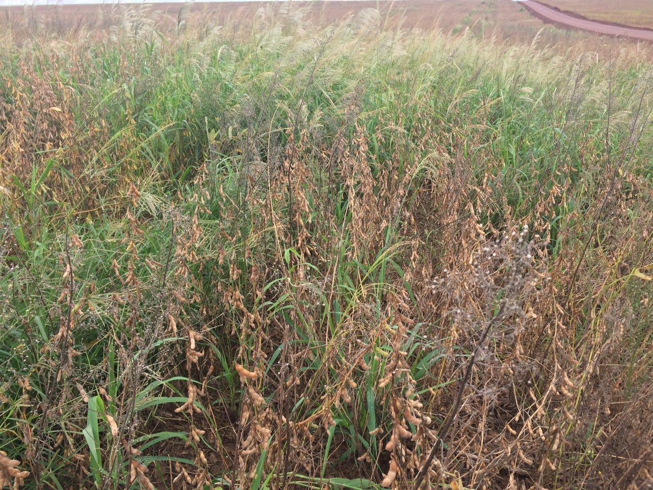 Área de produção de soja safra 2017/2018 na região do oeste do Paraná sob alta infestação de plantas daninhas no momento da colheita da soja