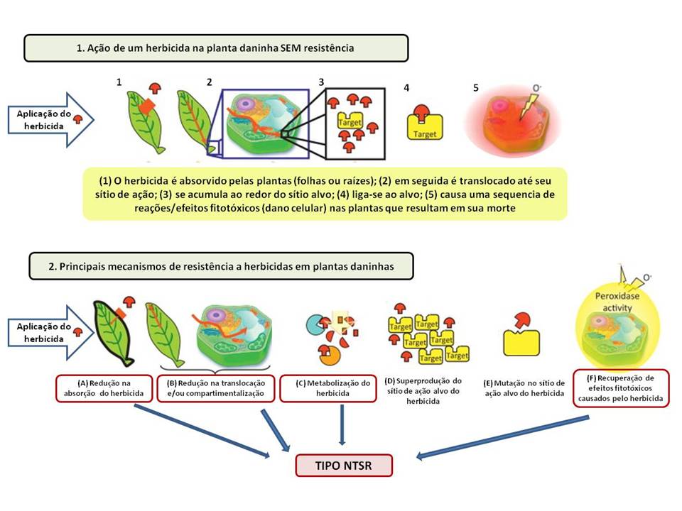 Figura 1 - Rota de herbicida após a aplicação e os possíveis mecanismos de resistência a herbicidas que podem ser observados em plantas daninhas. Adaptado de http://www.cell.com/trends/genetics/fulltext/s0168-9525(13)00090-5