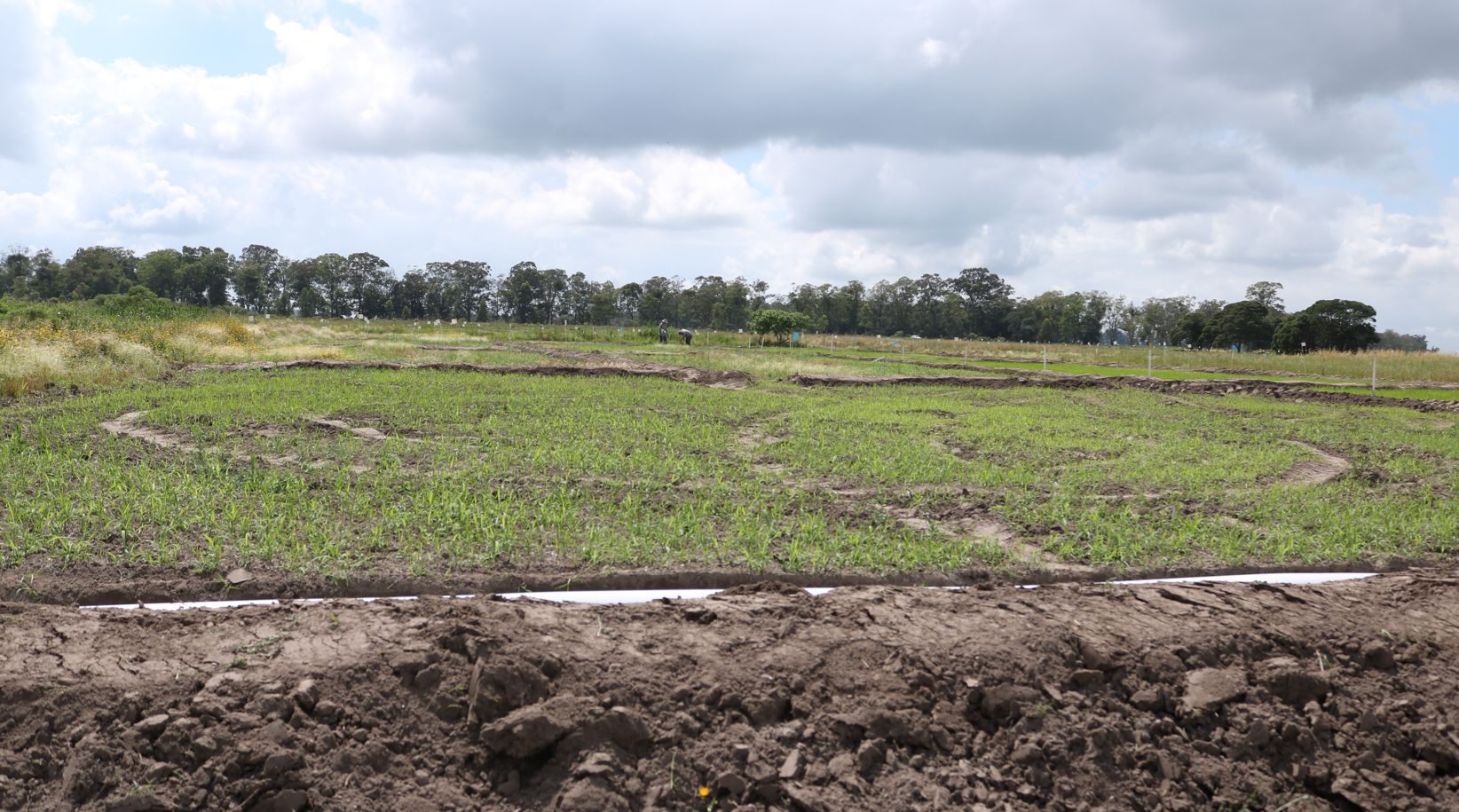 Local preparado onde serão colhidas as principais cultivares de arroz irrigado das lavouras no ato oficial da Abertura da Colheita do Arroz e Grãos de Terras Baixas. - Foto: Talyssa Machado