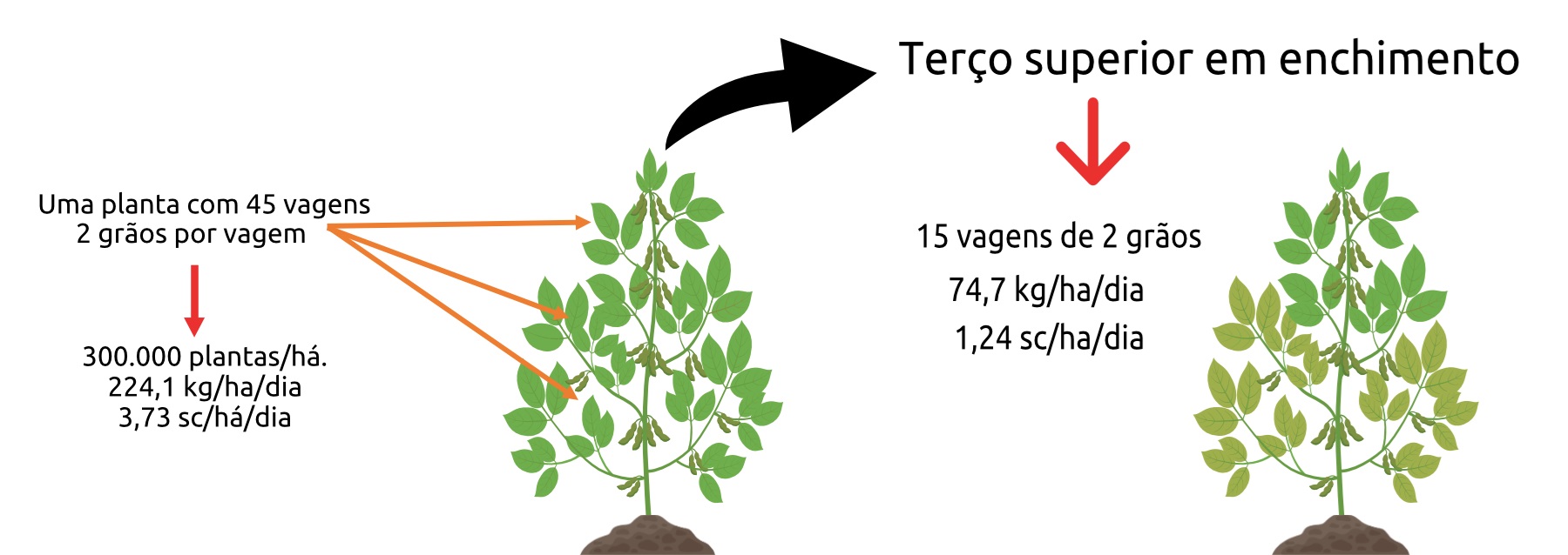 Referencias: SINCLAIR , T.R; DE WIT , C.T. Photossynthate and nitrogen requirements for production by various crops. Science, v.189,n4202, 1975. / FAGAN, E.B; RODRIGUES, J.D; ONO, E.O; TEIXEIRA, W.F; NETO, D.D. Fisiologia da produção de soja. Editora Adrei,2020.