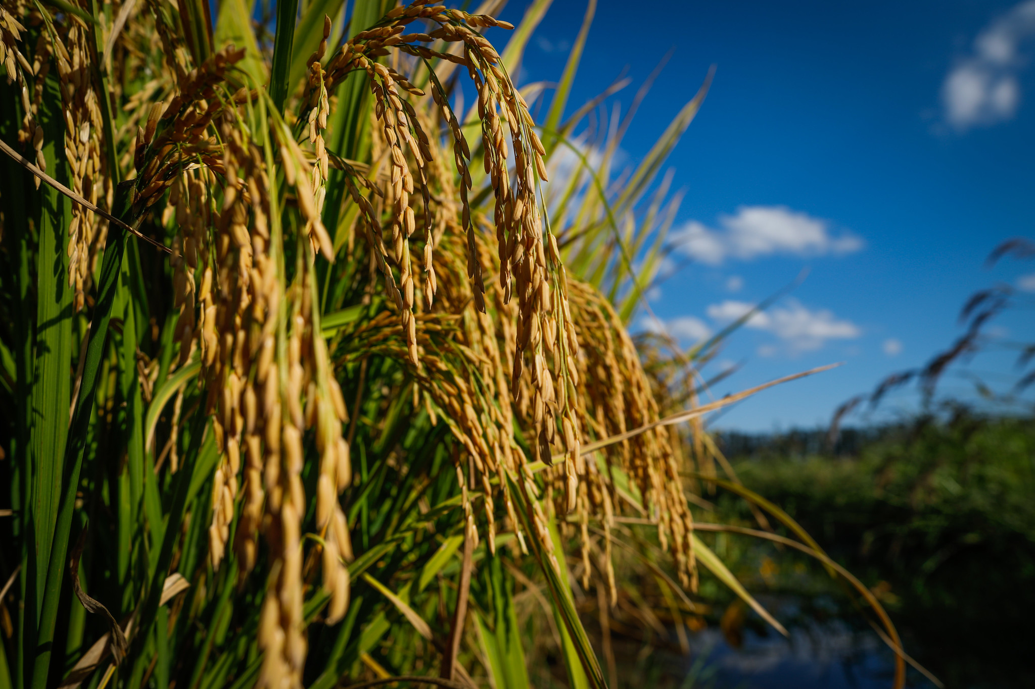 Comparação entre sistemas de cultivo pré-germinado, mostra que emissão de metano pode ser 2 a 3 vezes maior quando se usa uma variedade de ciclo longo (140 dias por exemplo) e de alto potencial de emissão. - Foto: Wenderson Araujo/CNA