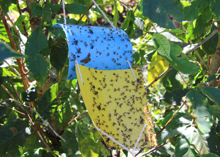 O conhecimento sobre a sequência genômica da minúscula mariposa, de apenas um milímetro de comprimento mas capaz de comprometer plantações, favorece seu controle. - Foto: Adilson Werneck