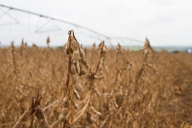 Parte dos produtores do Rio Grande do Sul e de Santa Catarina desacelerou a semeadura da oleaginosa, no intuito de aguardar maior umidade do solo; Foto: Wenderson Araujo/CNA