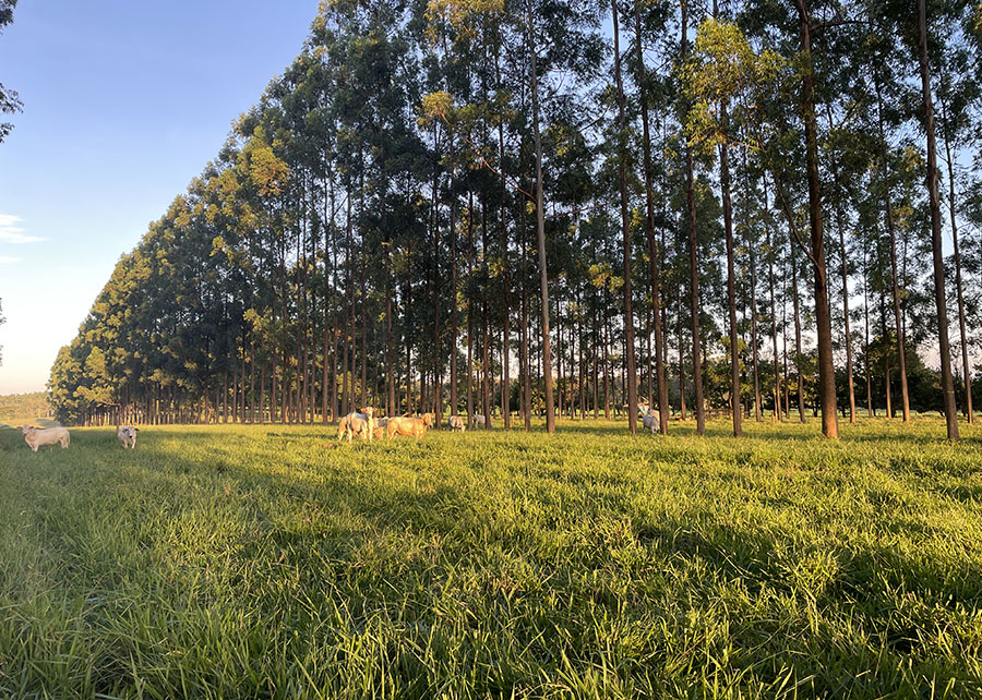 Pesquisa mostra que componente arbóreo eleva o teor de proteína do pasto; Foto: Gisele Rosso