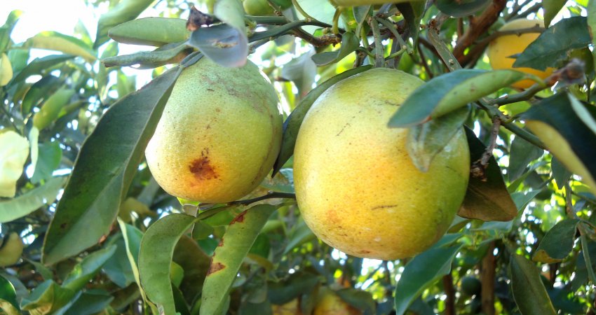 Conhecimento produzido e adoção de medidas adequadas de manejo reduziram a presença da doença a menos de 0,5% no cinturão citrícola; exemplo deve ser seguido no controle do greening, maior desafio atualmente. - Foto: Divulgação Fundecitrus