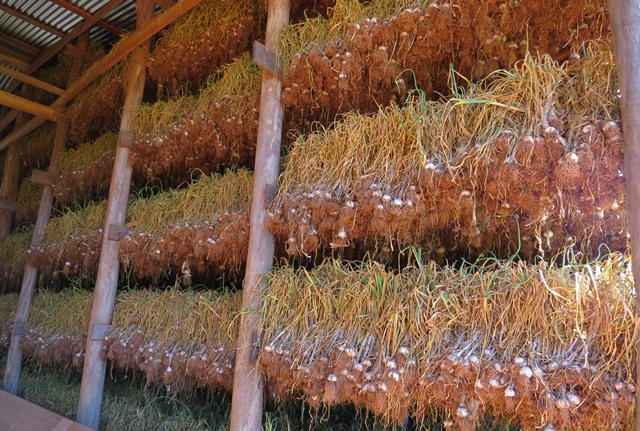 Este ano estimou-se, nos 1.100 hectares cultivados, uma produção de 11 mil toneladas; Foto: Rejane Paludo