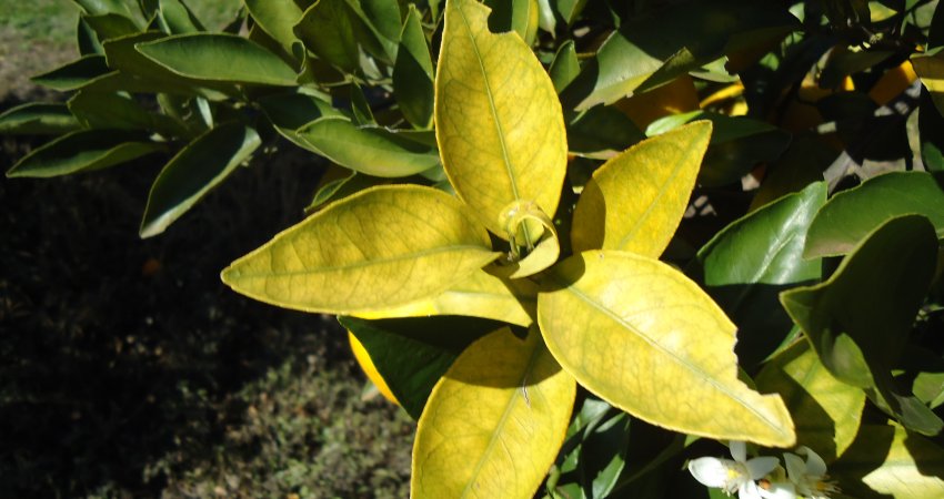 Regiões de Limeira – berço da laranja em São Paulo –, Brotas e Porto Ferreira, no centro-sul do estado, apresentam incidências muito altas de greening; é preciso medidas mais rigorosas de manejo. - Foto: Divulgação Fundecitrus