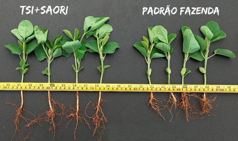 Dias de Campo nos estados de São Paulo, Minas Gerais e Goiás vão mostrar os resultados do fungicida Saori. - Foto: Divulgação&nbsp;