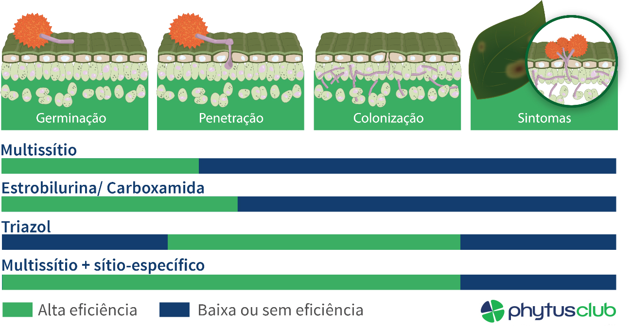 Figura 1. Posicionamento de carboxamida para expressar sua alta eficiência