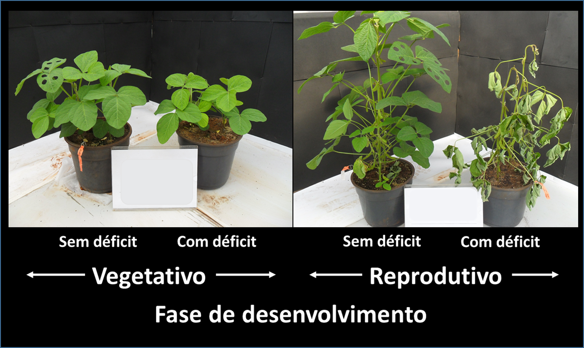 Figura 4 - Imagens RGB e Infravermelho das plantas de soja em duas fases de desenvolvimento (vegetativo e reprodutivo) submetidas ao estresse hídrico. Câmera termal modelo Flir C2. Fonte: Autores.