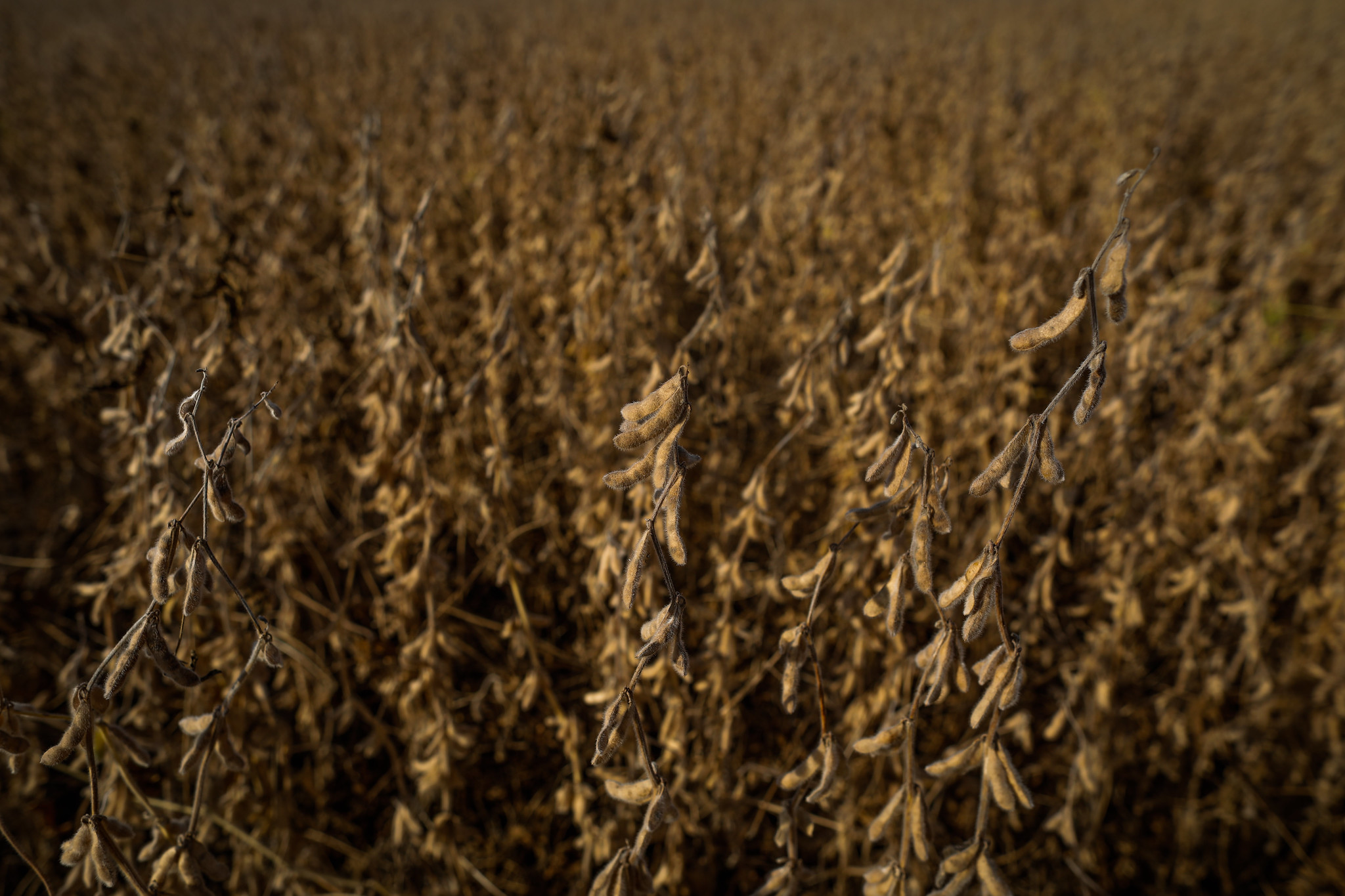 Principal produto da pauta agro goiana, a soja tem previsão de crescimento de 2,9% em produção. - Foto: Wenderson Araujo/CNA&nbsp;