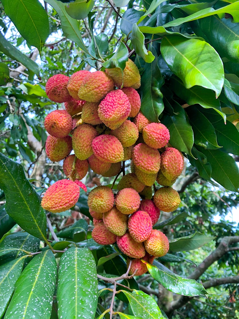 A produção dos frutos de lichia é concentrada em duas a três semanas do mês de dezembro, próximo ao Natal e Ano Novo