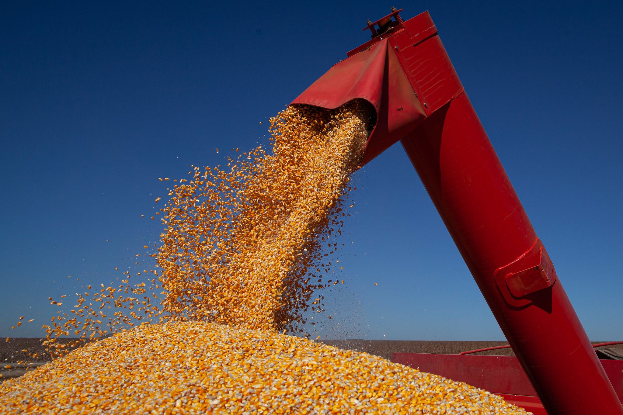 As vendas externas de milho do Brasil devem passar de 47 milhões de toneladas (2022/23) para 69,1 milhões, em 2032/33; Foto: Wenderson Araujo/CNA&nbsp;