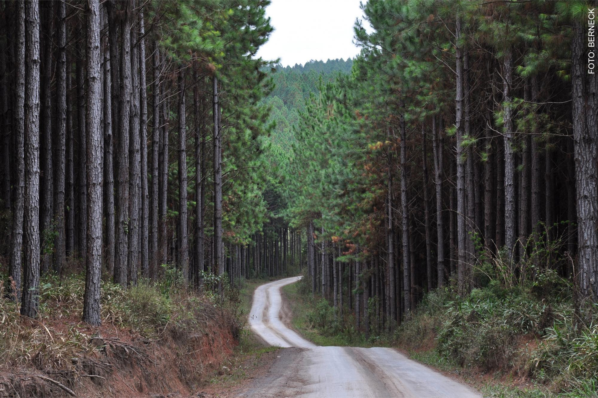 Além da área produtiva, indústria conserva mais 6,05 milhões de hectares. - Foto: Divulgação