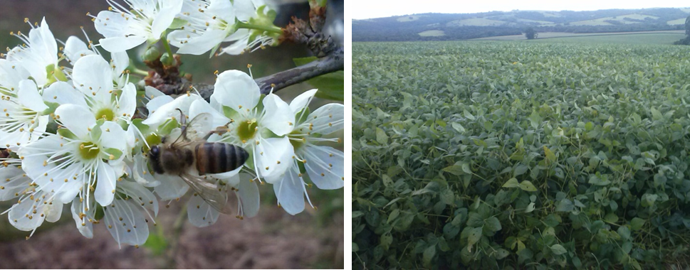 Figura 1. À esquerda abelha visitando flor de abrunheiro (Prunus spinosa). À direita cultura de soja localizada próxima aos apiários.
