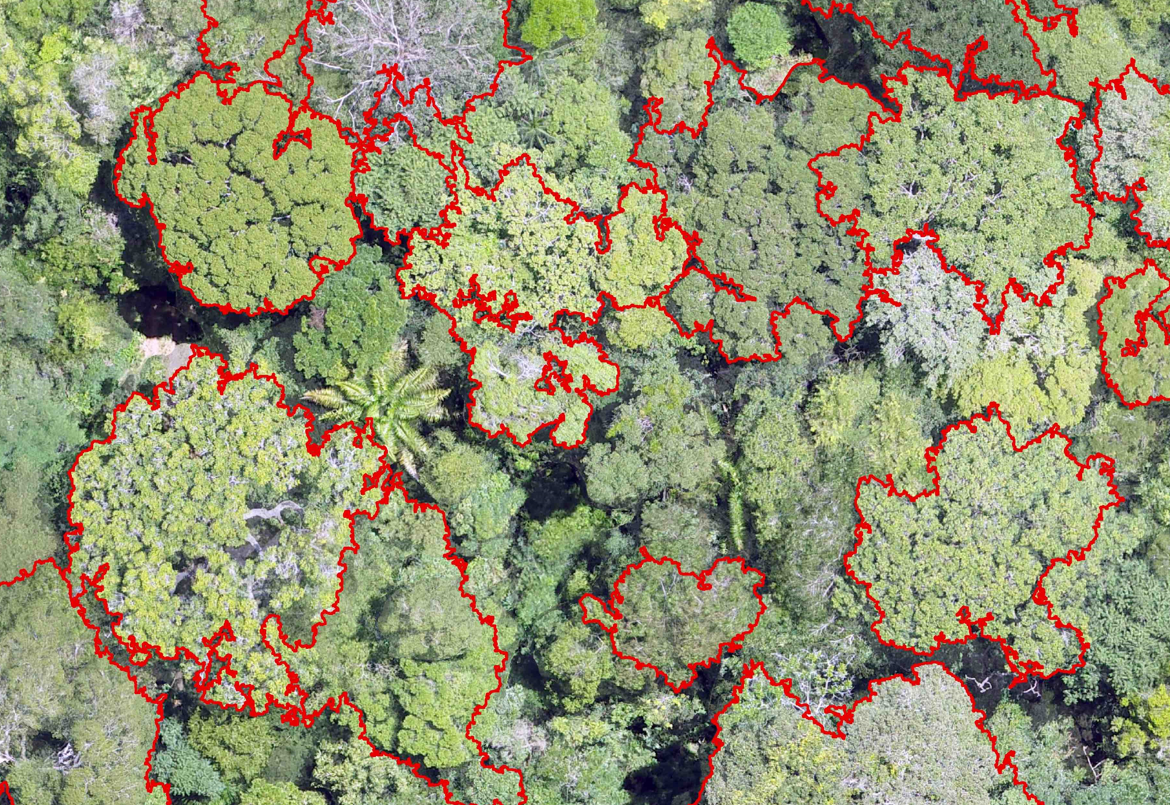 Ao todo já foram mapeados mais de 35 mil hectares com objetivo de coletar informações sobre as espécies florestais; Foto: Evandro Orfanó