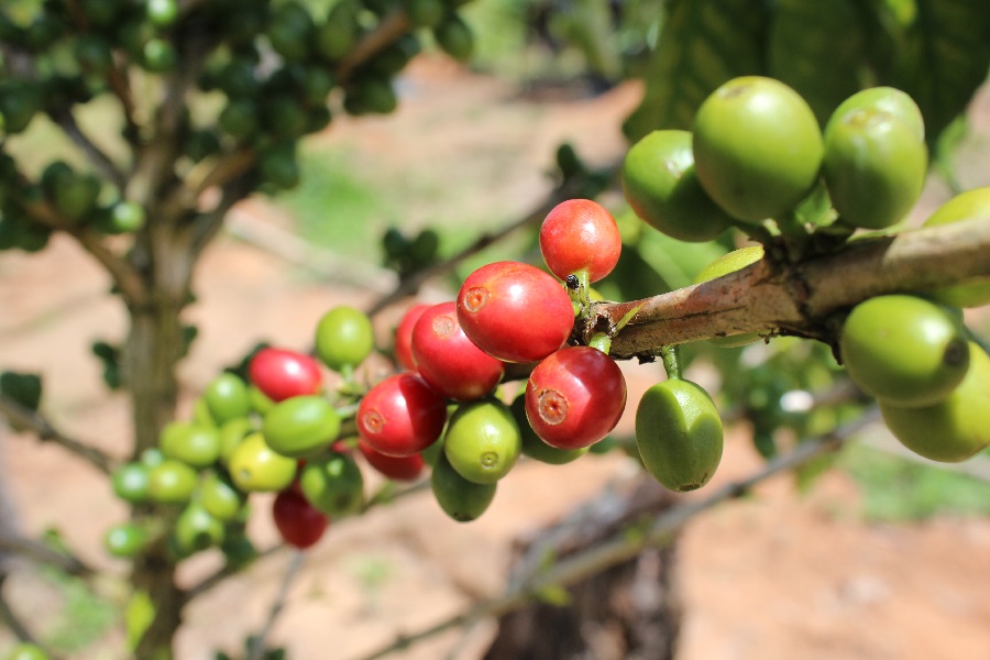 O café é uma cultura de interesse recorrente nos atendimentos realizados pelos técnicos da Unidade, despertando anseio nos mais variados perfis de produtores, por todos os municípios do Estado. - Foto: Aliny Melo