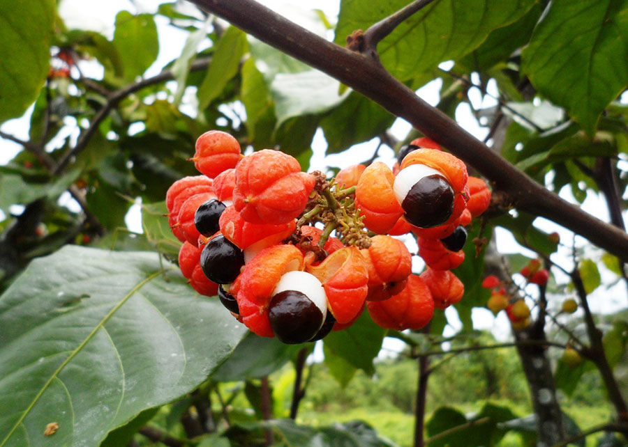 Desenvolvido para o Amazonas, aplicativo apresenta ao produtor as épocas ideais para realizar as atividades nas plantações; Foto: Maria José Tupinambá