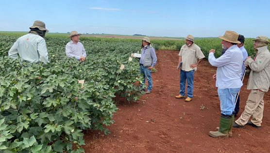 Avaliação de ensaios VCU em Cambará – PR, parceria Embrapa Algodão - Acopar. Foto: Divulgação Embrapa