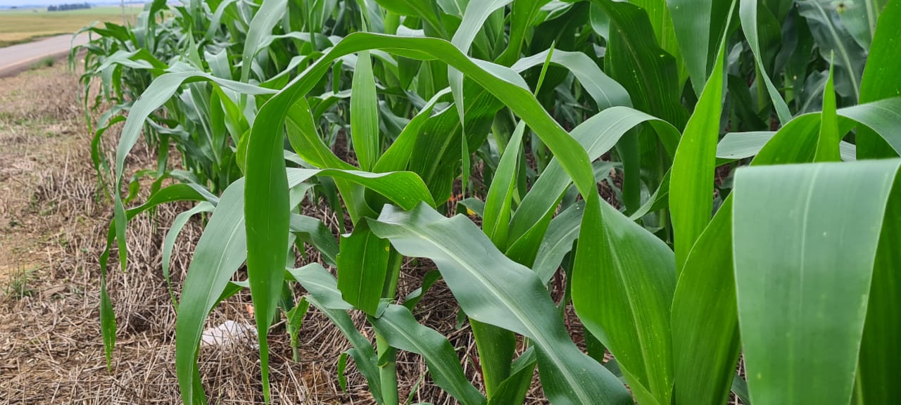 1% entrou na fase de enchimento de grãos, outros 12% estão em floração e 87% ainda em germinação e desenvolvimento vegetativo. - Foto: Divulgação