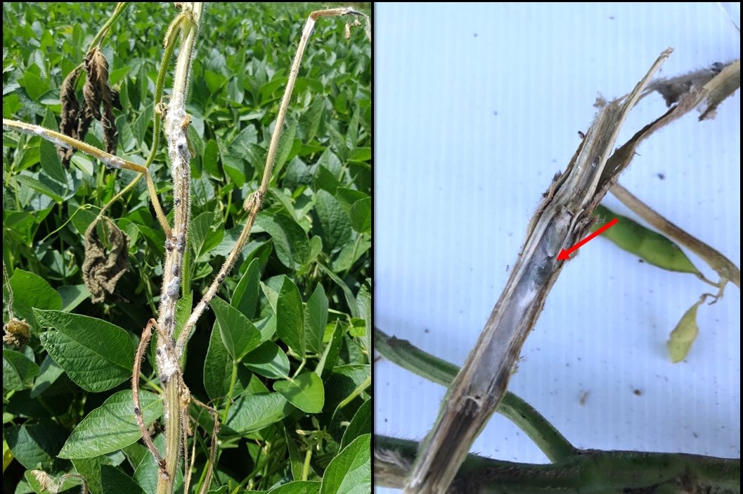 Planta de soja severamente infectada com Sclerotinia sclerotiorum (esquerda). Interior da hasta da soja infectada com mofo-branco, a seta em destaque indica a presença de escleródios e micélio de Sclerotinia sclerotiorum na parte interna da haste (direita)