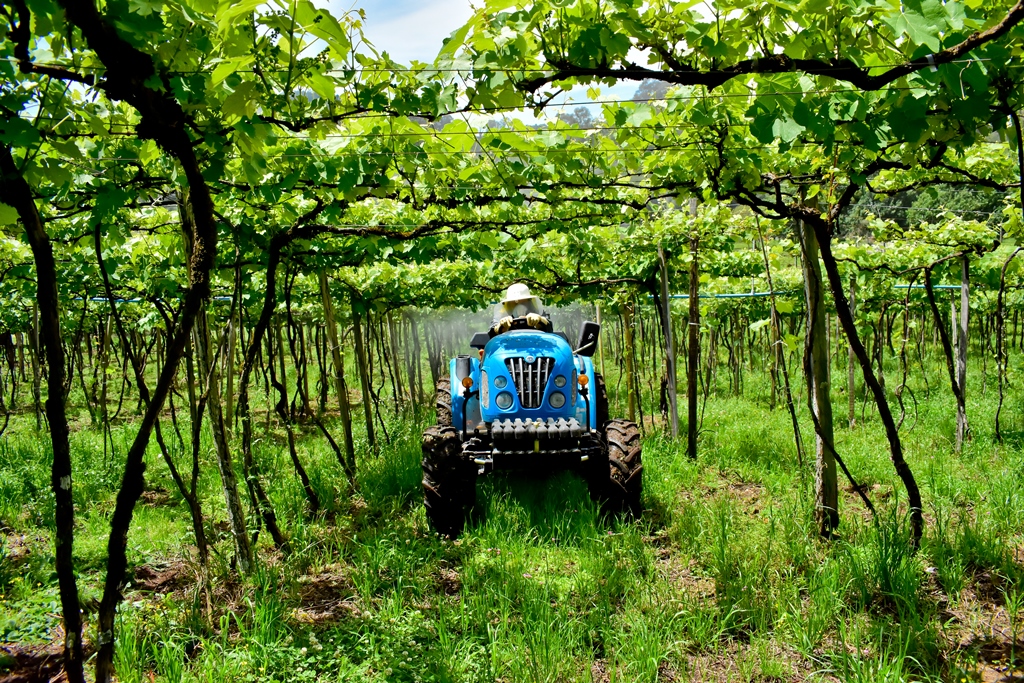 The model's dimensions allow it to be used in vineyards, which require very specific height and width for operations.