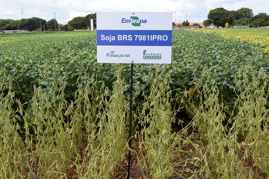 Cultivar de soja BRS 7981IPRO; Foto: Breno Lobato