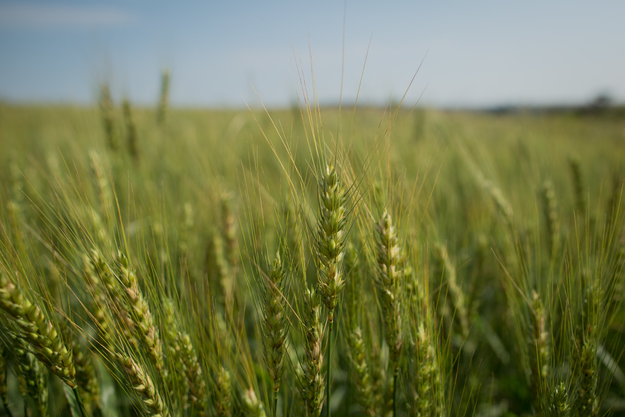 Os herbicidas Enlist Colex-D, glifosato e glufosinato de amônio podem ser aplicados na dessecação pós-trigo e na pós-emergência da soja Enlist, oferecendo flexibilidade ao produtor. - Foto: Wenderson Araujo/CNA