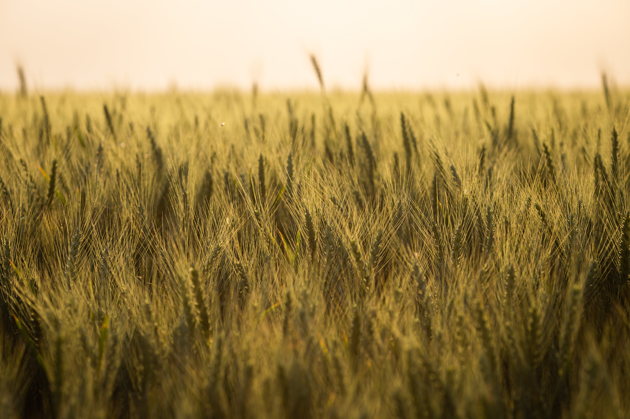 O trigo responde por mais de 80% da área de inverno - Foto: CNA