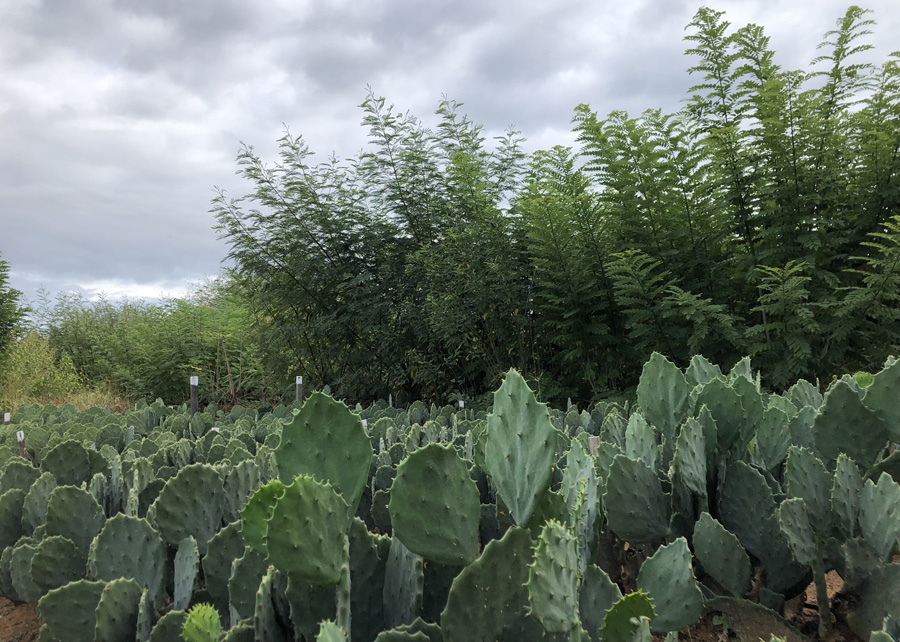 Além de utilizar uma nova fonte do recurso natural, sistema fornece mais nutrientes às plantas. - Foto: Fernanda Birolo