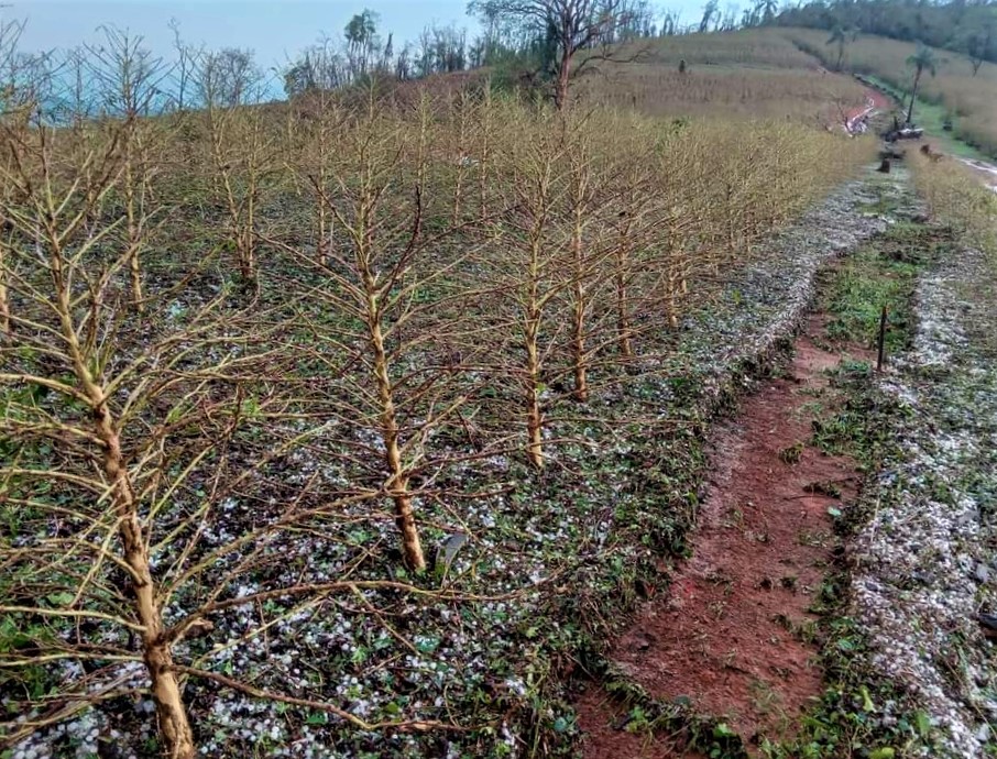 Levantamentos da Emater-MG mostram que, pelo segundo mês consecutivo, produtores do Estado são prejudicados pelas pedras de gelo; Foto: Divulgação