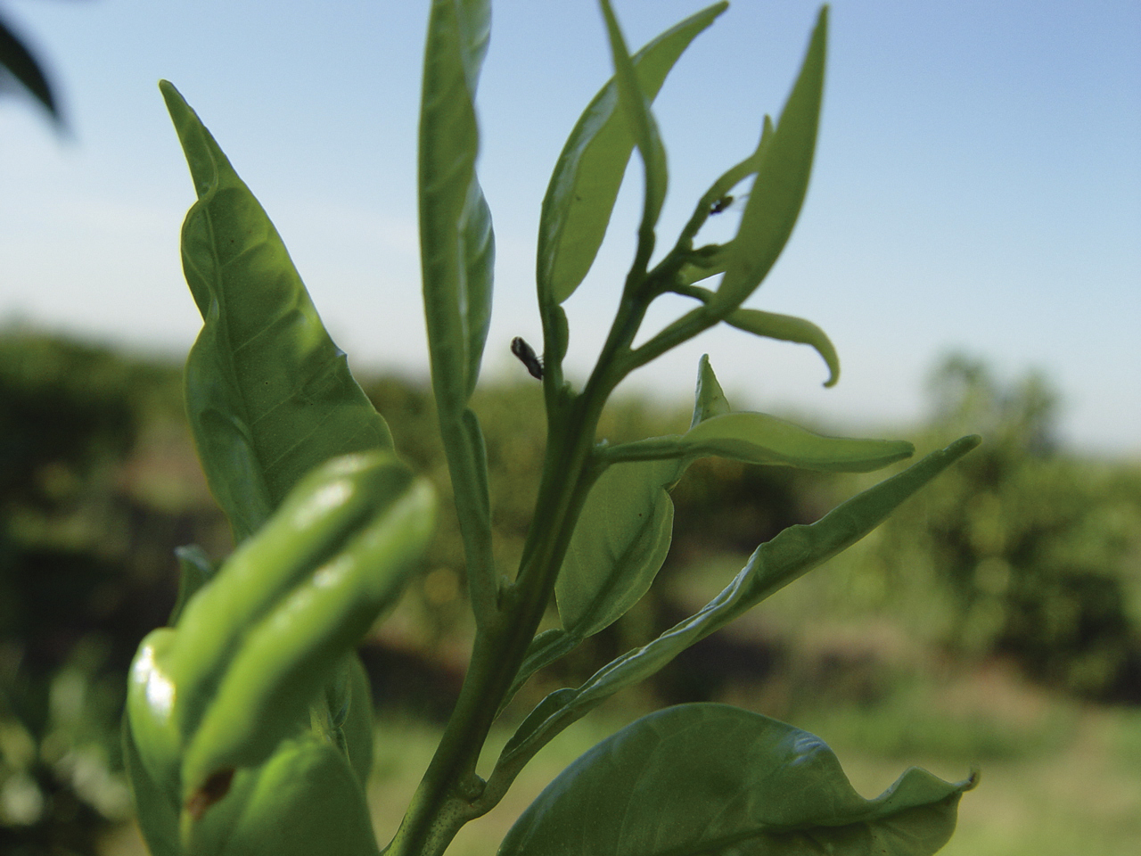 Quando isso não ocorre, o risco de resistência aumenta, ampliando os prejuízos e reduzindo a disponibilida­de de produtos para o controle das pragas dos citros. - Foto: Divulgação Cultivar