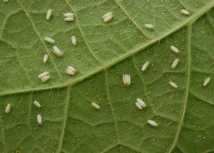 Juntos, o mofo-branco e a mosca-branca são responsáveis por grandes prejuízos nas lavouras. Só a mosca-branca responde por danos que somam cerca de US$ 1 bilhão ao ano nas plantações brasileiras. - Foto: Sebastião Araújo