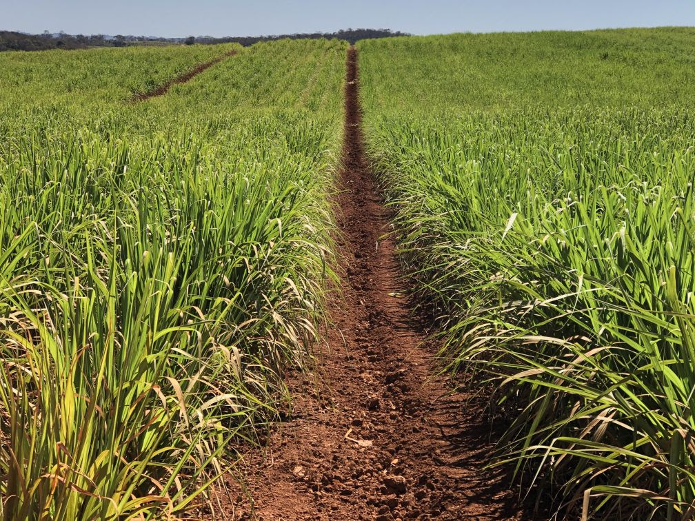 Variedades apontam características de alta produtividade, modernidade e adaptação ao plantio e à colheita mecanizados. - Foto: Divulgação