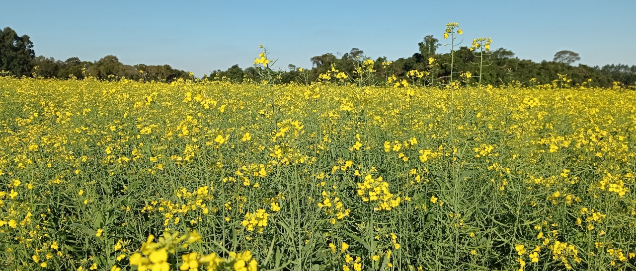 Estimativa de cultivo de canola no Estado para a safra 2022 é de 48.457 hectares. - Foto:&nbsp;Deise Froelich