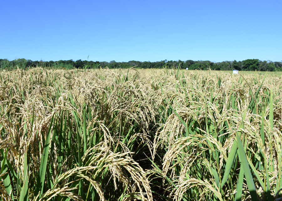 O arroz de terras altas vem sendo cultivado em rotação com outras culturas em sistemas de produção altamente tecnificados - Foto: Sebastião Araújo