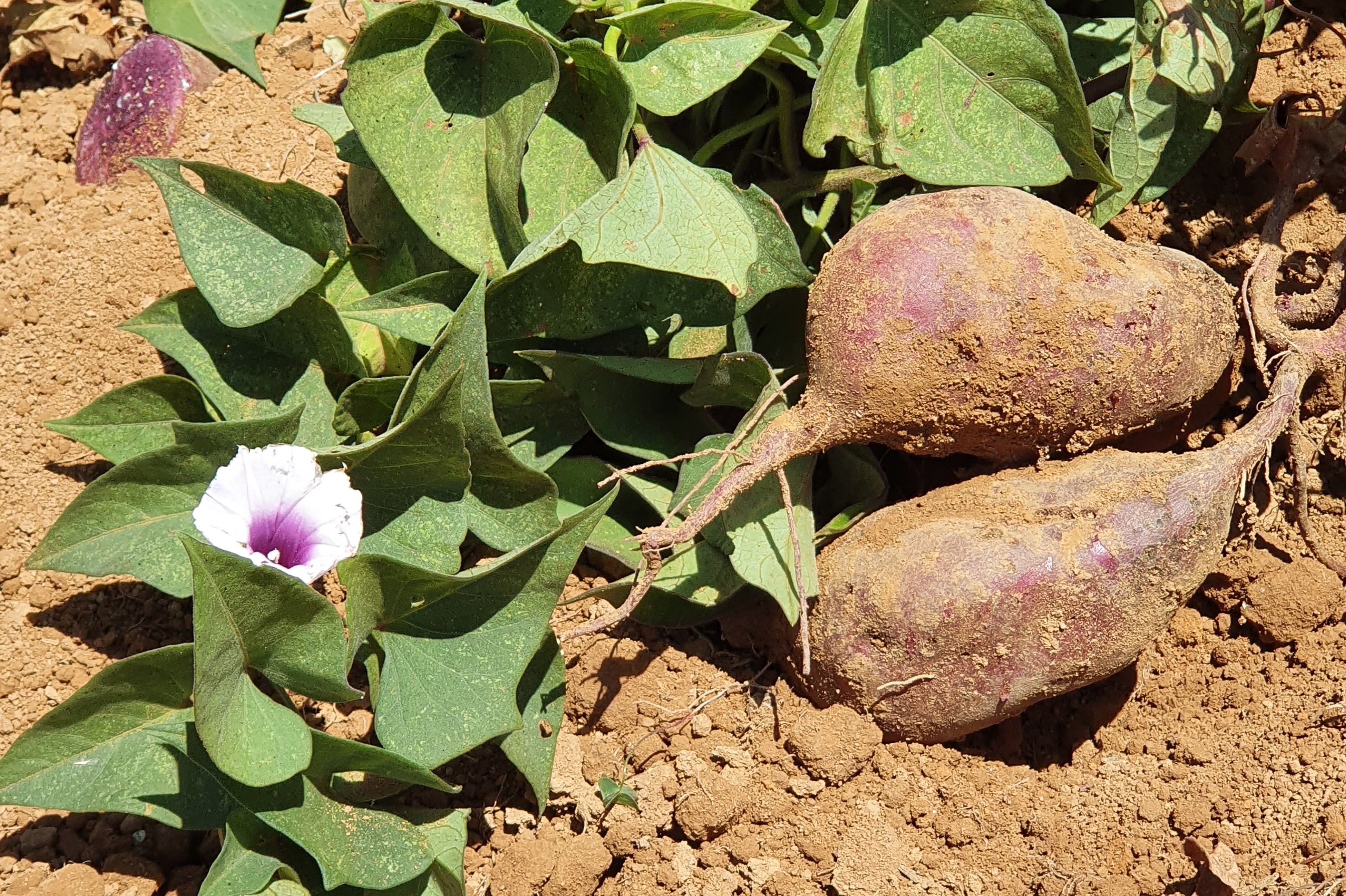 Licenciamento de cultivares de batata-doce BRS Anembé, BRS Cotinga e CIP BRS Nuti. - Foto:&nbsp;Paula Rodrigues