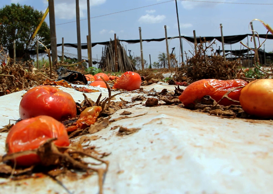 Produtores do DF e de MS relatam perdas de até 50% nas lavouras de tomate por causa da praga e ataques têm se tornado mais severos a cada ano