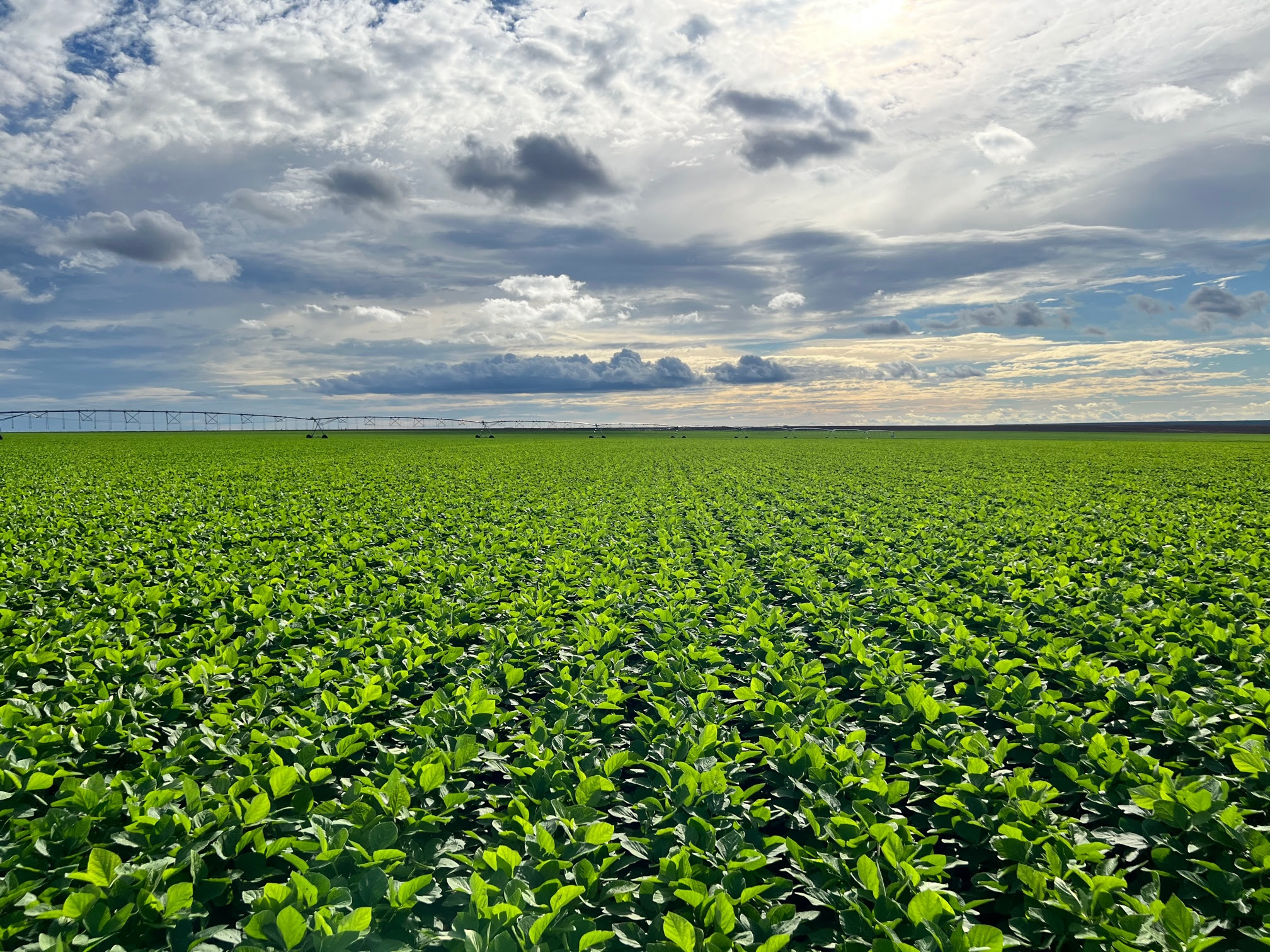 Soja na Fazenda Rio do Meio, da BrasilAgro, na Bahia. - Foto: Divulgação