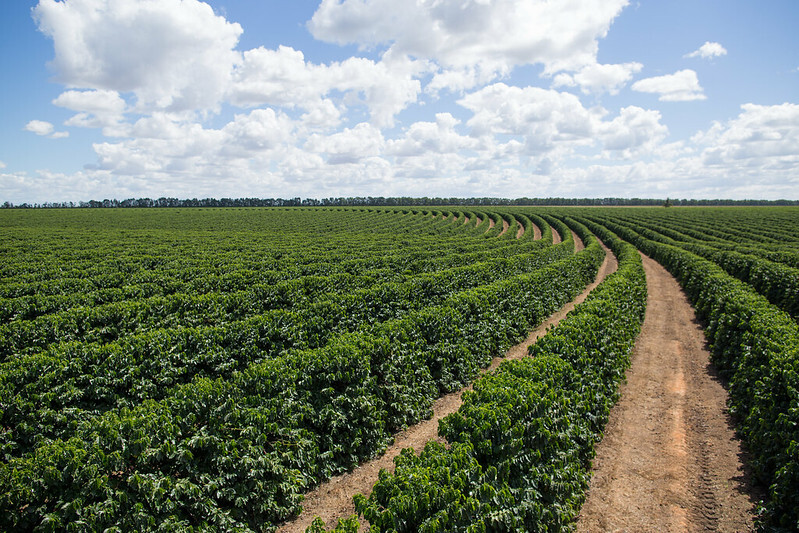 Entre as ações estão o acesso ao crédito rural por meio do Fundo de Defesa da Economia Cafeeira (Funcafé) e gestão de risco através do seguro rural. - Foto: CNA