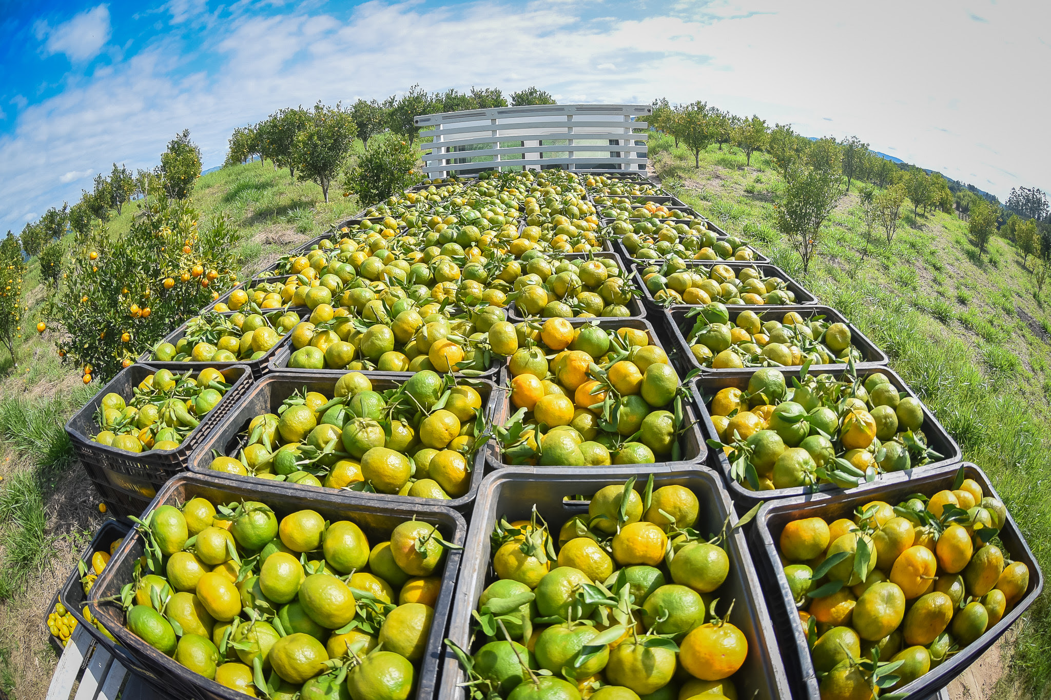 Previsão de crescimento é de 6% na colheita da ponkan; fruta foi apontada pelo Sebrae Paraná com potencial para ter o registro de Indicação Geográfica. - Foto: Andressa Miretzki