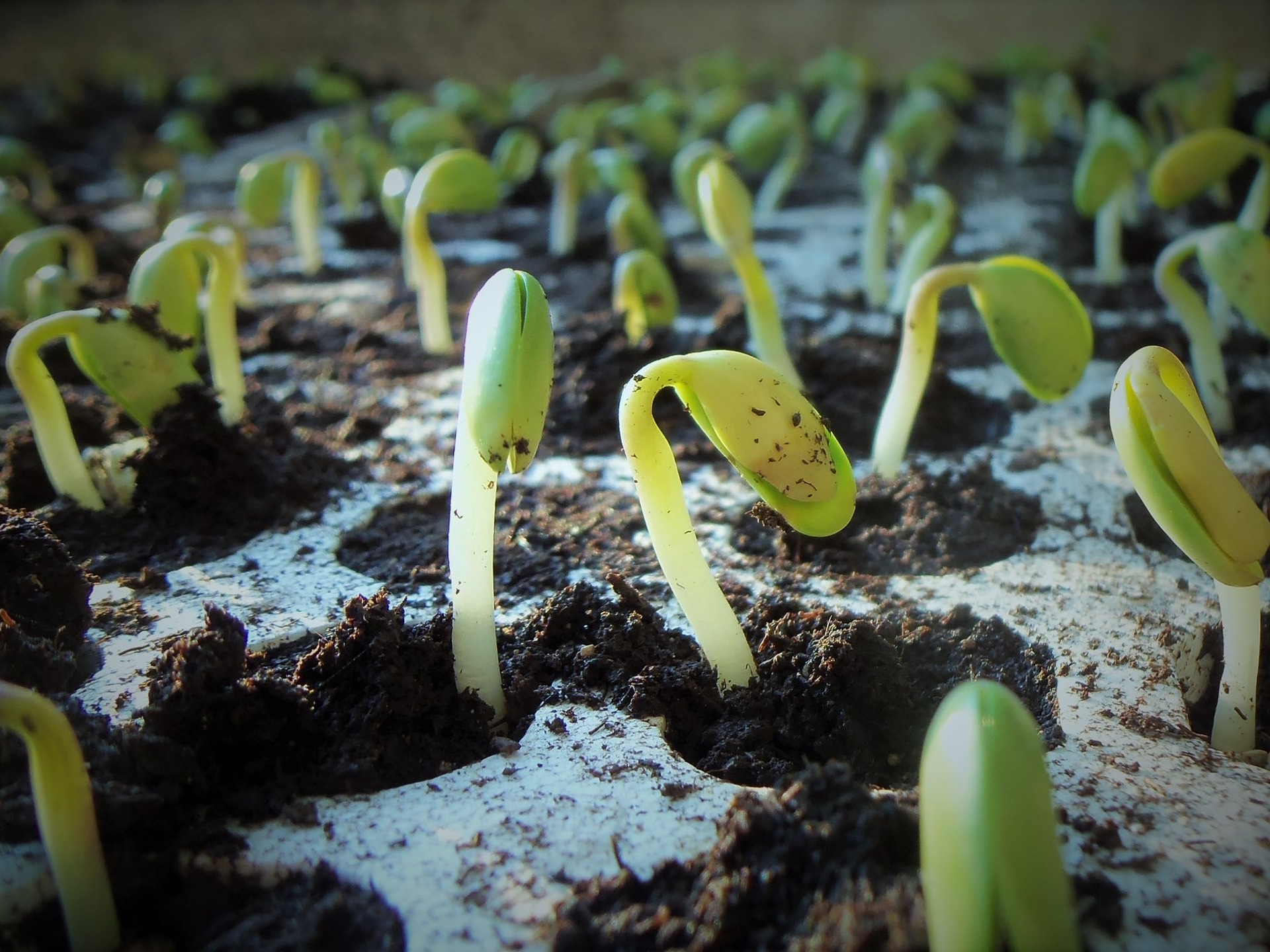 Além do benefício do TS na proteção contra pragas e doenças, alguns trabalhos evidenciam efeitos em parâmetros fisiológicos das plantas