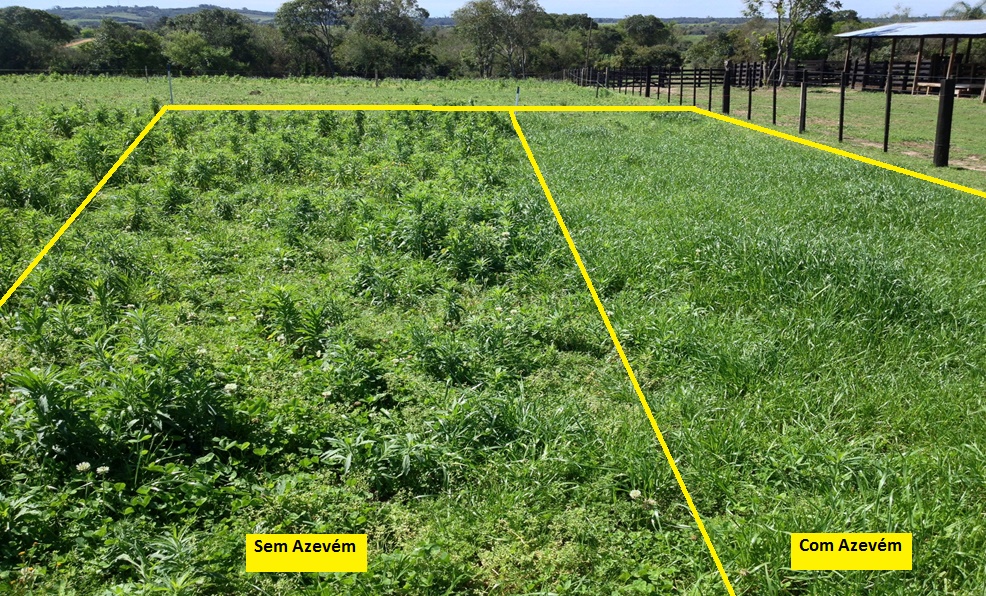 Figura 2. Manejo de plantas daninhas com implantação de cobertura vegetal de inverno