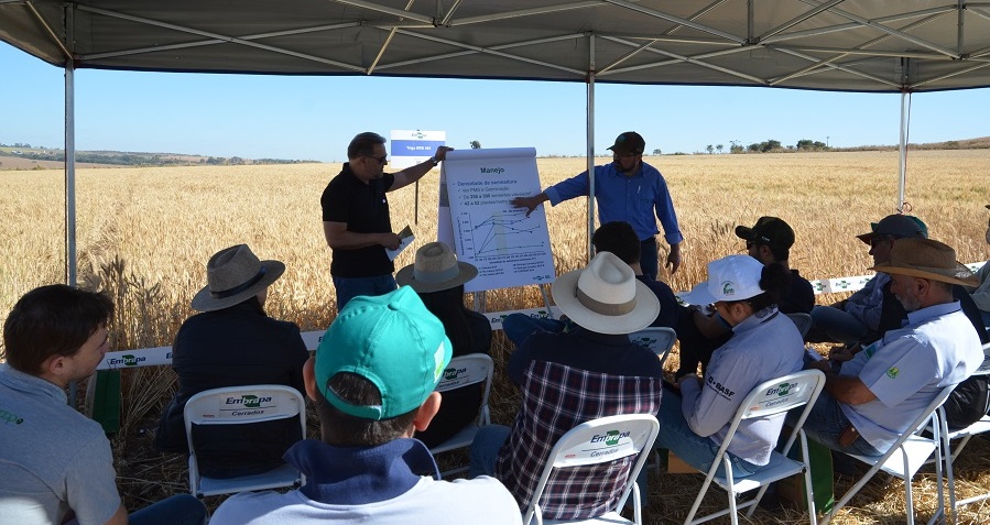 Pesquisadores Júlio Albrecht e Jorge Chagas apresentaram as principais características e recomendações de manejo da cultivar de trigo sequeiro BRS 404